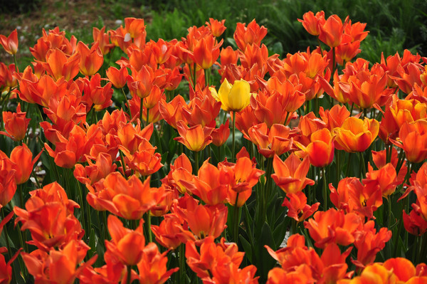 ʢ����������