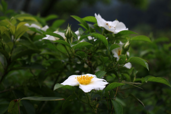 ˶��Ǿޱ������Ӱ