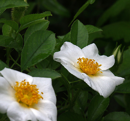 ˶��Ǿޱ����