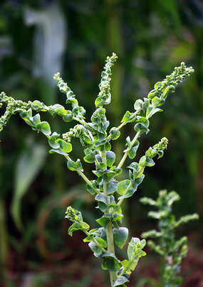 笋花冬瓜鳅鱼汤