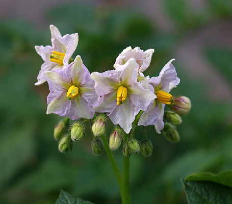 �������Ļ�������Ӱͼ