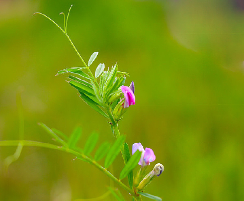 Ұ�붹������Ӱ