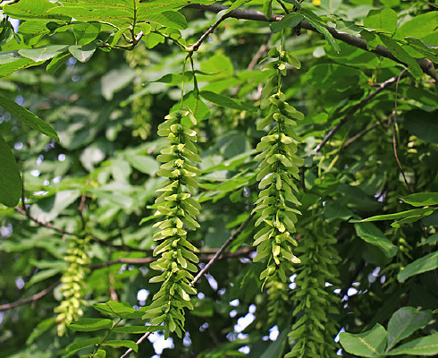 Ԫ��������ͼ