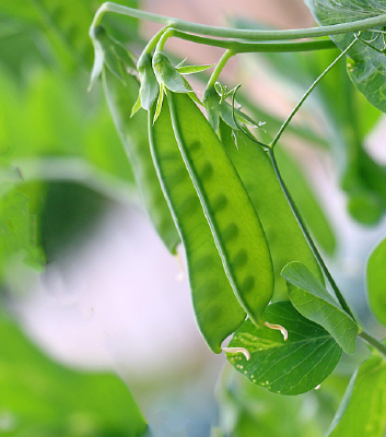 ֦���ϵ��붹