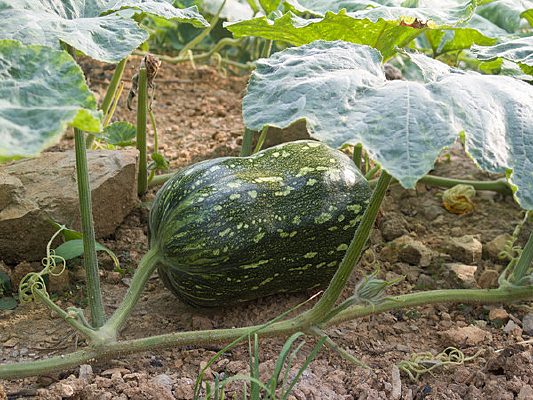 ׯ�ڵ�����Ϲ�