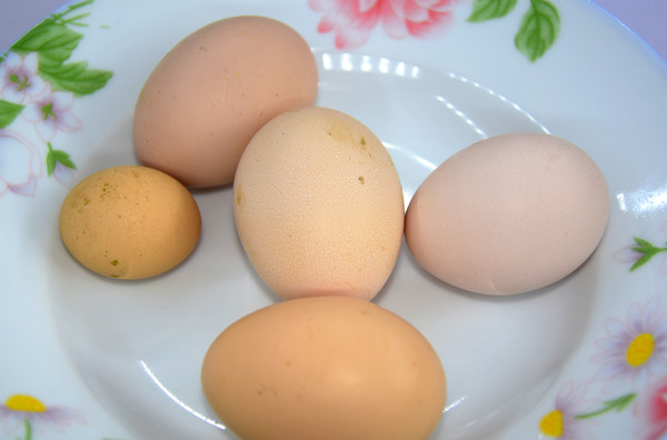 ��С��һ���Ĳ񼦵�