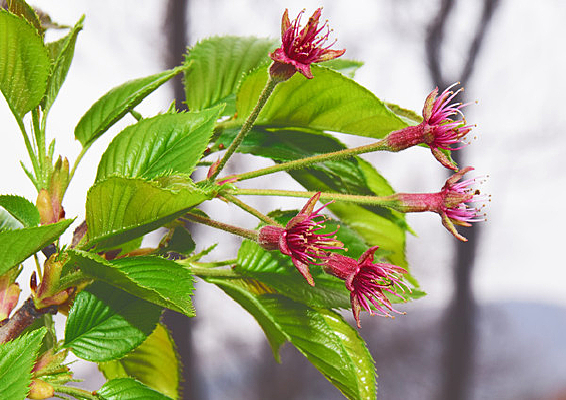 ��л�ĺ��Ļ�