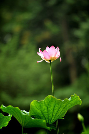 �ɻ�����