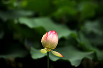 �ɻ�����