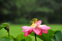 �ɻ�����