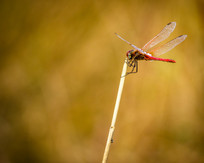 ��ɫ����