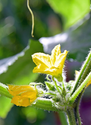 �ƹϻ���дͼƬ