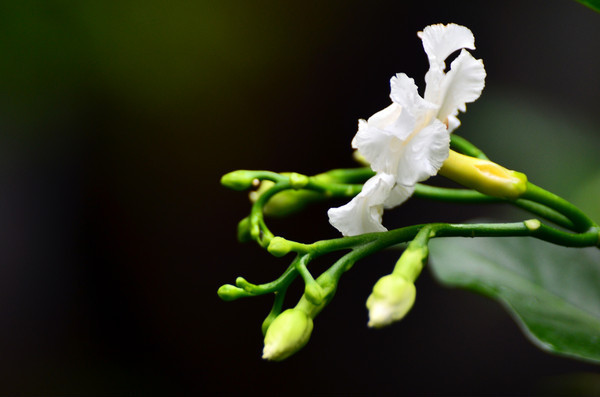 ������С�׻�