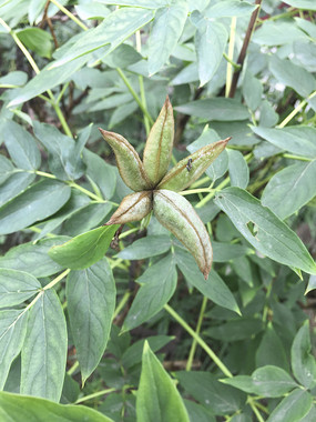 ĵ������