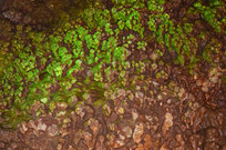 �ʵ��е�ʯѿ