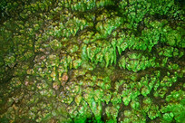 �ܶ����ʯѿ