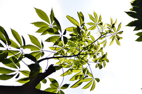 �����Ҷ����ͼƬ