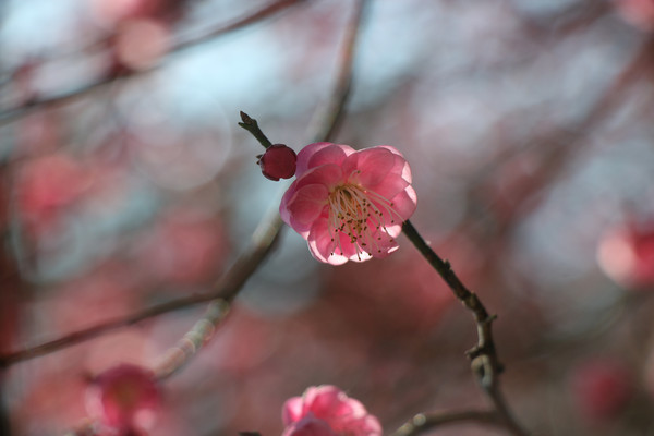 ����ů��