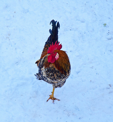 ��������дͼƬ