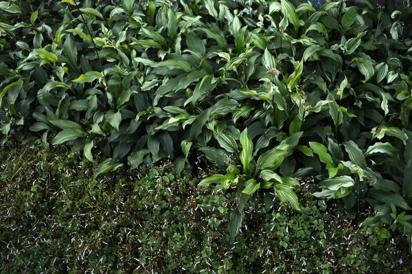 �����̻�����ɫֲ��