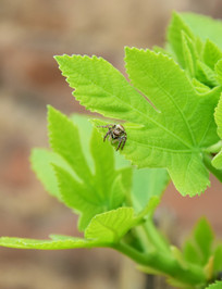 ��Ҷ�ϵ�֩��