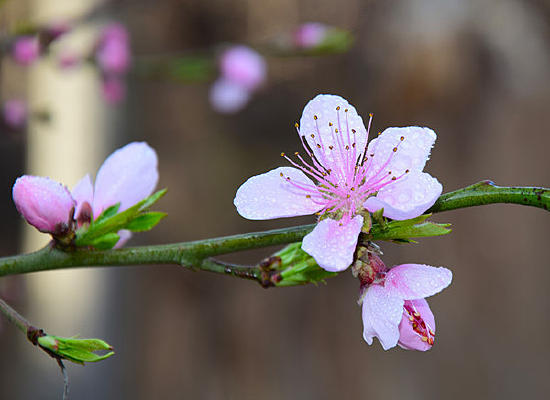 ֦ͷʢ�����һ�