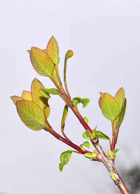 ���۵���Ҷ