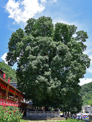 ǧ��������