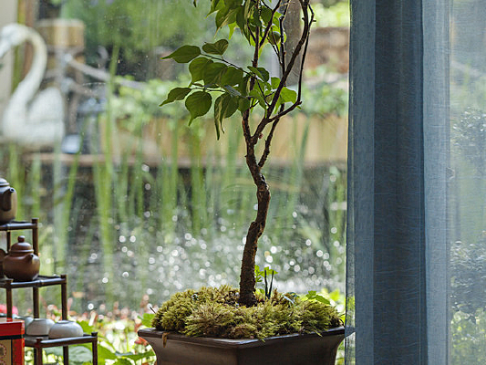 ���ھ���