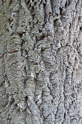 ��Ƥ��������