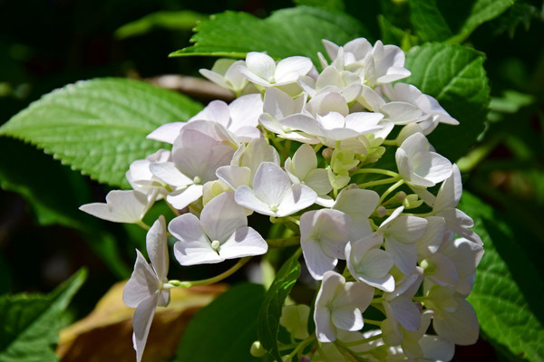 ��ɫ���ɻ�