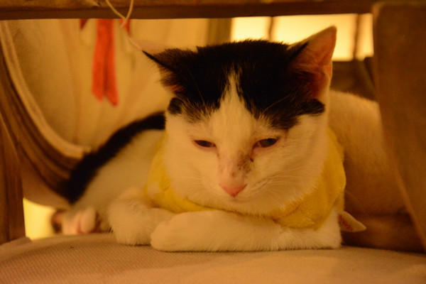 ������è��