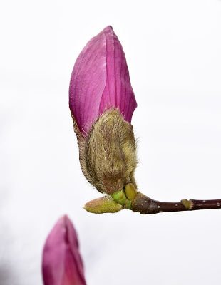 ��ɫ������