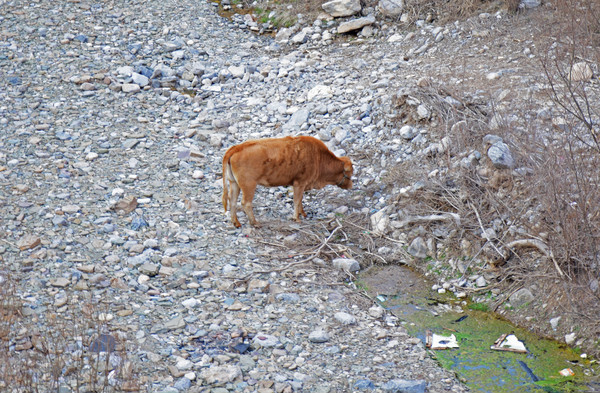 �ӵ����С��ţ