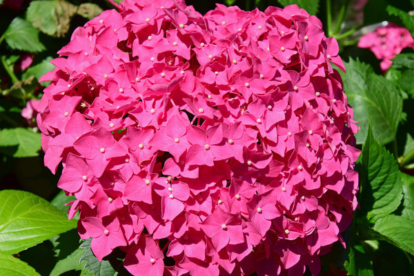 ���򻨰��ɻ�