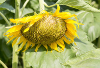  ���ݻ���