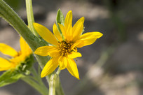 �����ز�