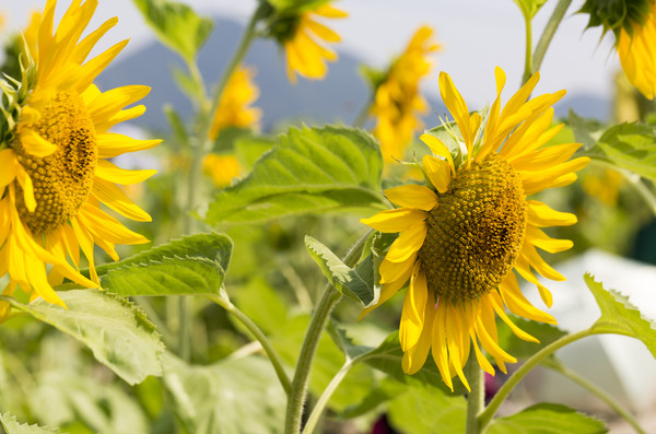 ��Ƶ����տ�