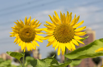 ���ɫ�ĺ���