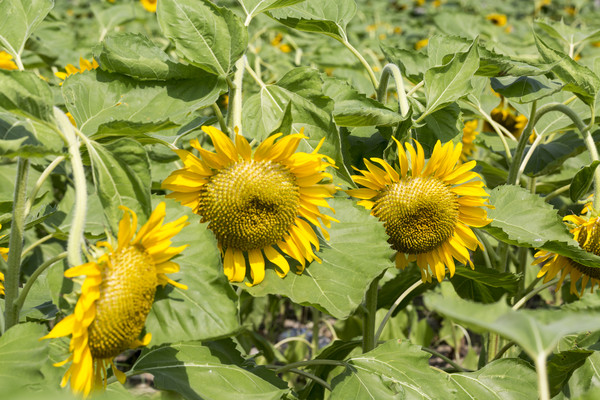 �����ʢ��