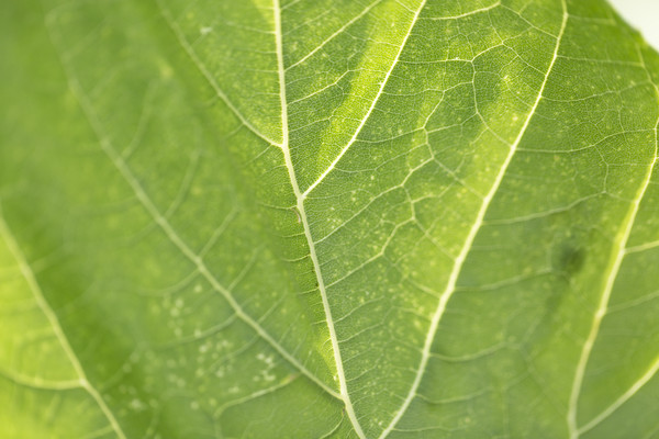 ������԰