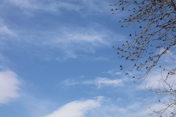 ���������֦