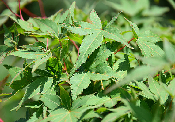 ��צ��Ҷ��