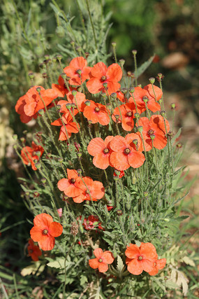 Ư���ķۺ�ɫ����