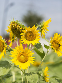 ʢ�ŵ�������