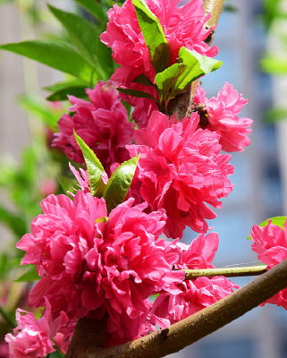 ʢ���Ĺ����һ�