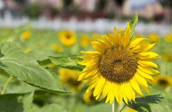 ʢ���Ŀ���