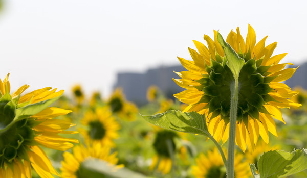 ʢ����̫����