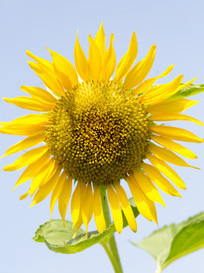 ʢ���� ������