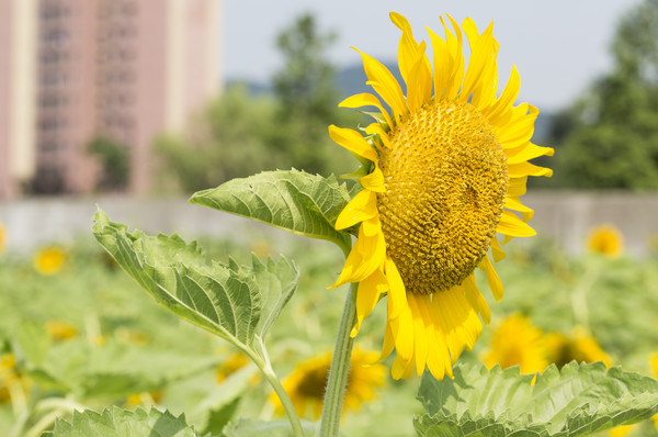 ̫��������